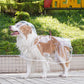 🔥LAST DAY Special Price Only：￡8.99!!🌦️Transparent Raincoat For Dog
