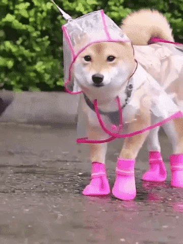 🔥LAST DAY Special Price Only：￡8.99!!🌦️Transparent Raincoat For Dog